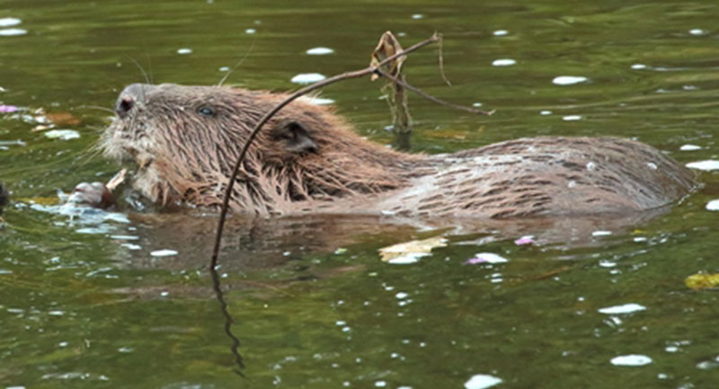How a beaver dam was slowing the flow on the Otter yesterday