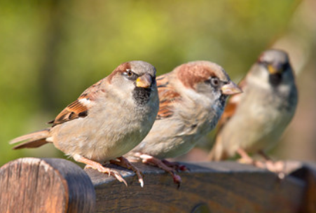 #BigGarden BirdWatch House Sparrows