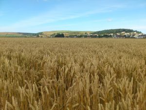 Corn growing on the Great Field in Braunton
