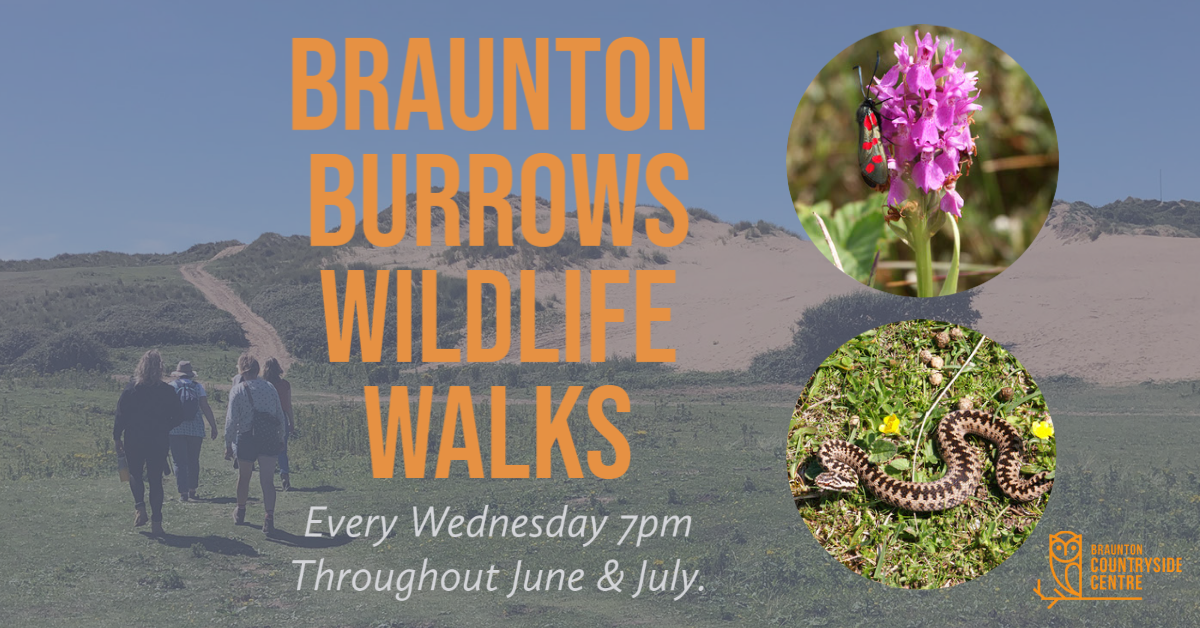 Braunton Burrows Wildlife Walk