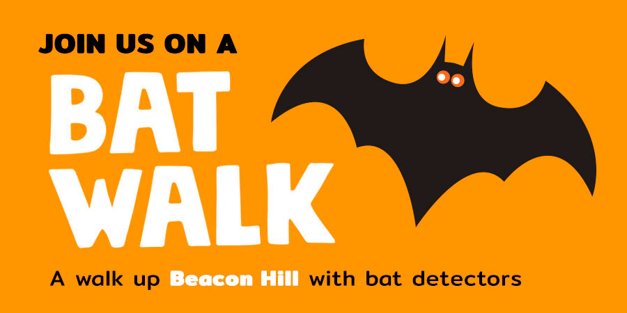 Bat Walk up Beacon Hill