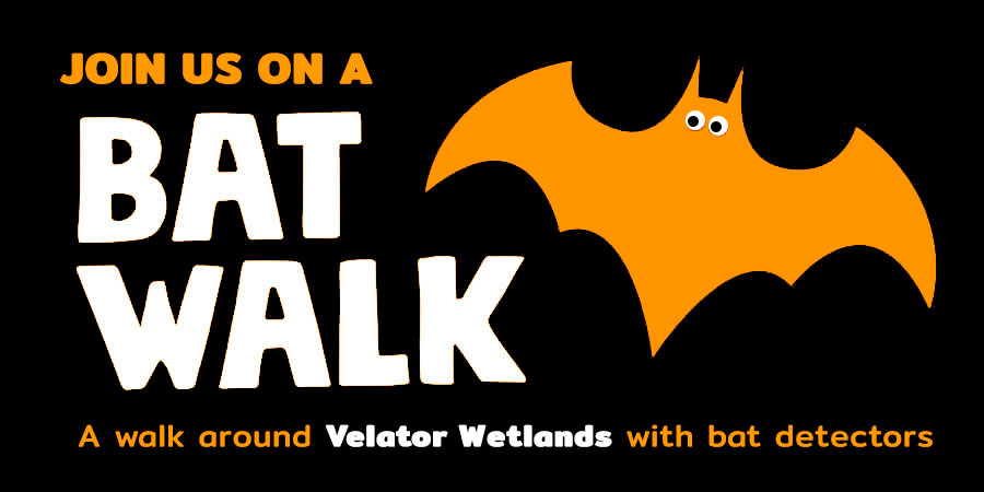 bat walk around Velator Wetlands