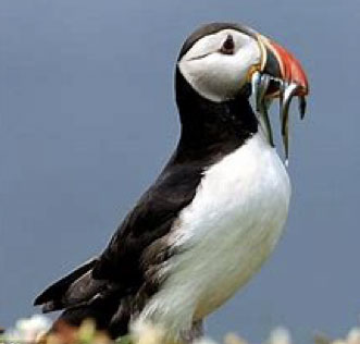puffin on Lundy Island