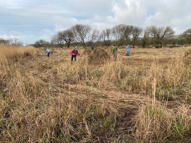 Conservation task day at Swanpool Marsh Nature Reserve.