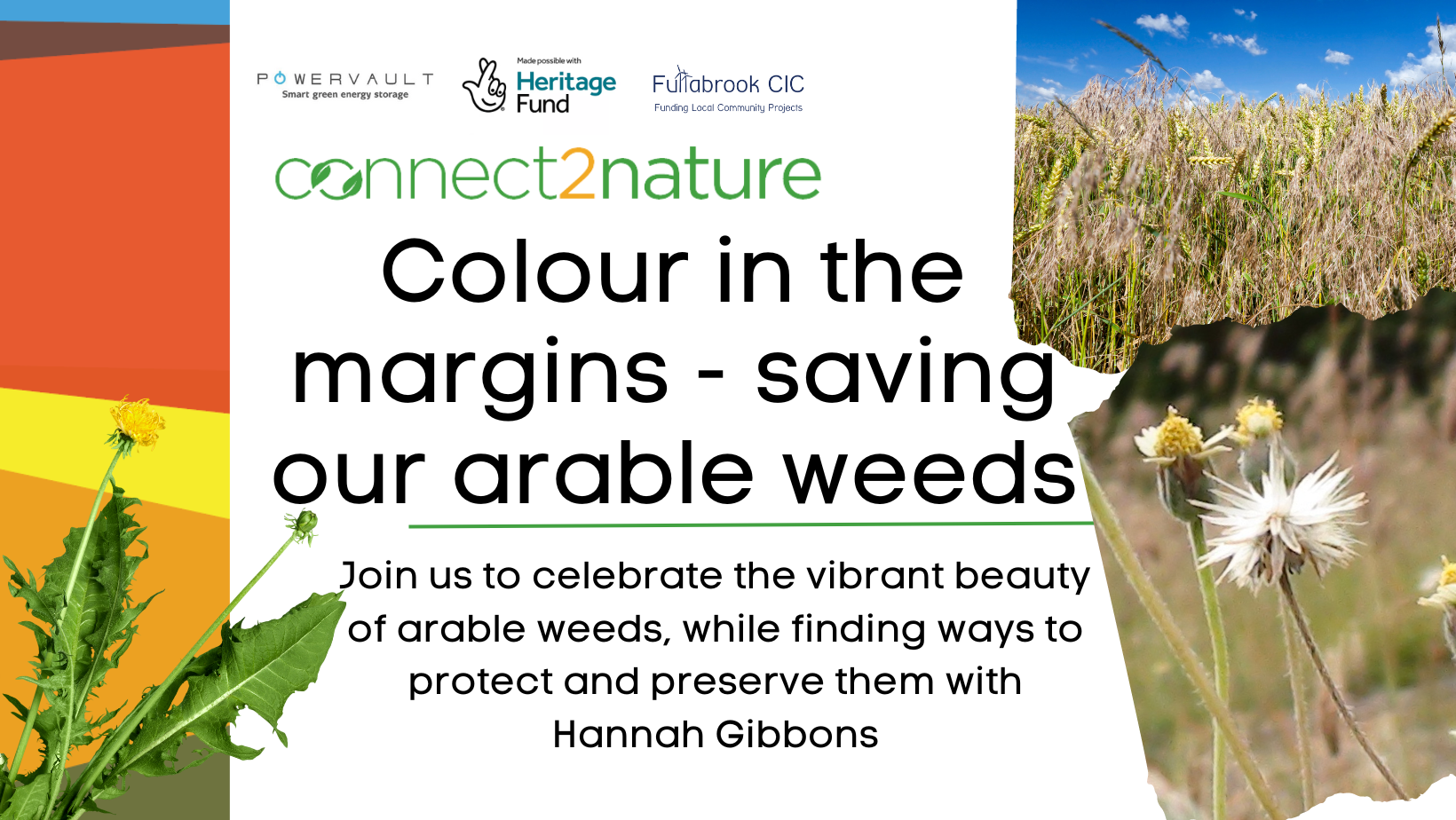 Colour in the margins – saving our arable weeds.